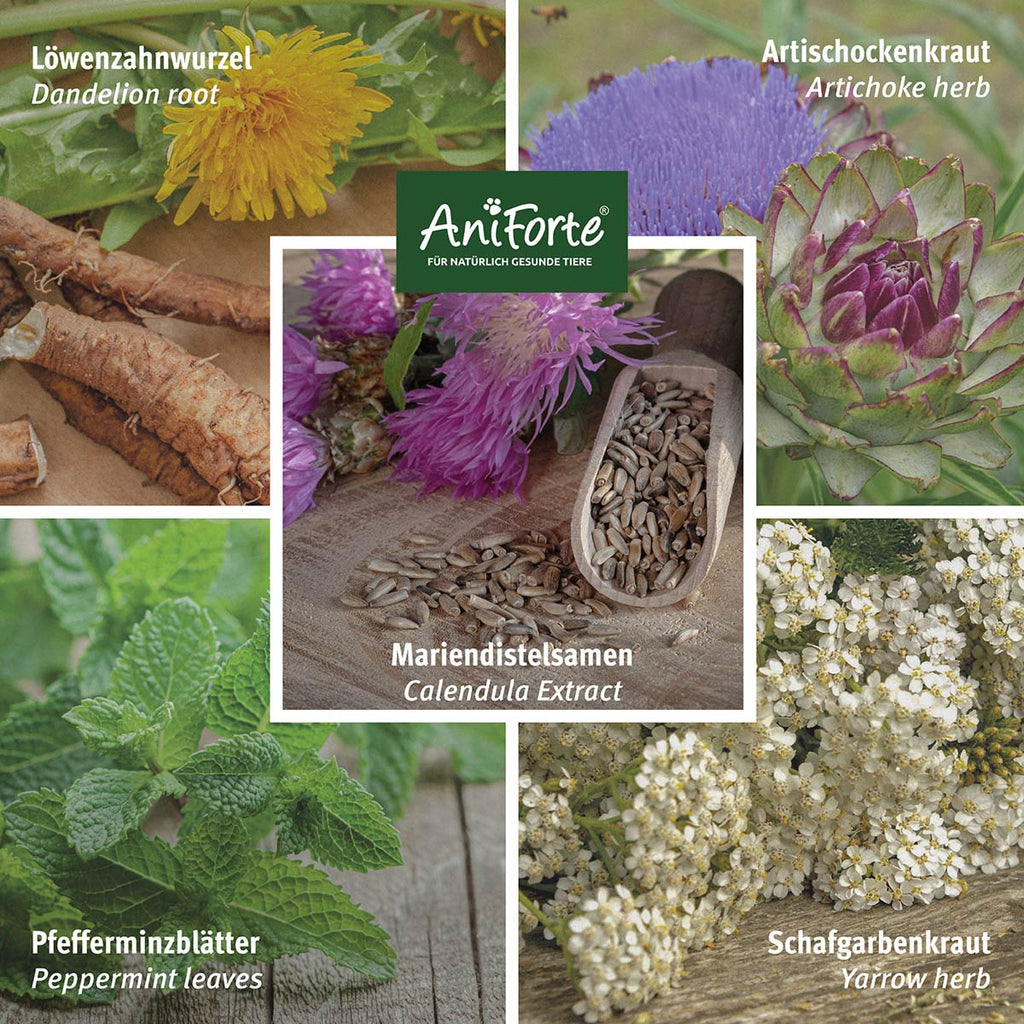 Aniforte LeberVetal Pulver 100g MHD 01.01.2027