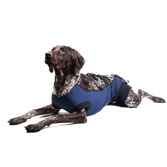 Bauchverband für Hunde Weinrot  XXL 59cm
